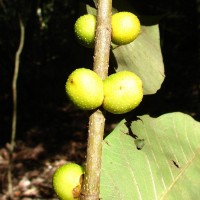 Ficus drupacea Thunb.